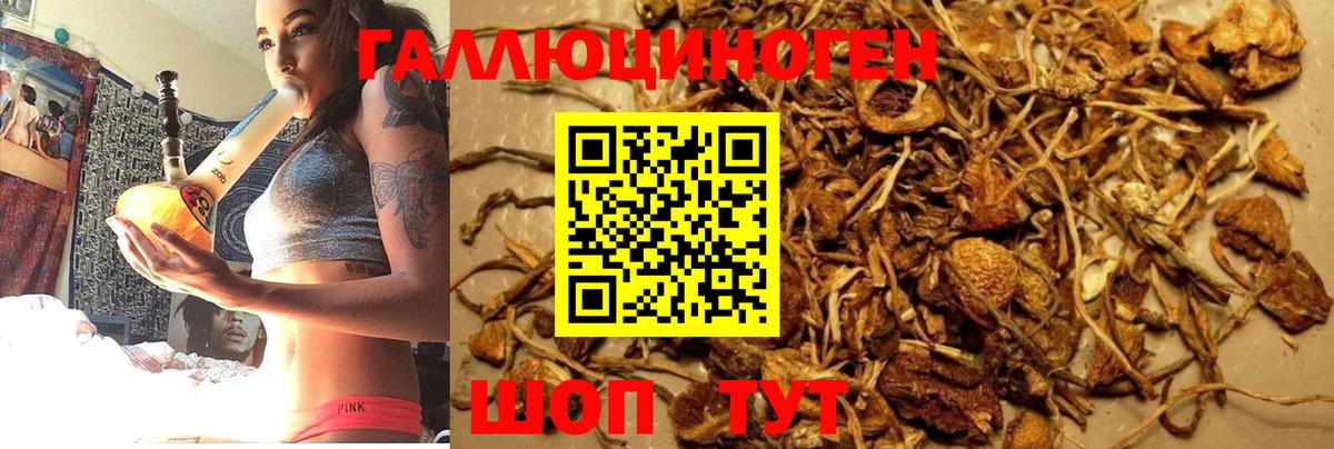 Галлюциногенные грибы Psilocybine cubensis  Вход с VPN  Малоярославец 